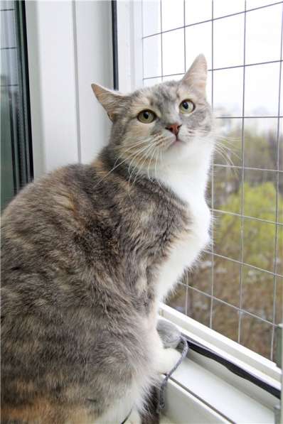 Нежная девочка Грета ищет дом в Москве фото 6