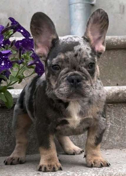 Французский бульдог. Blue tan merle