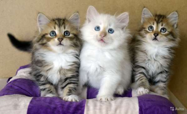 Сибирские в Москве фото 8