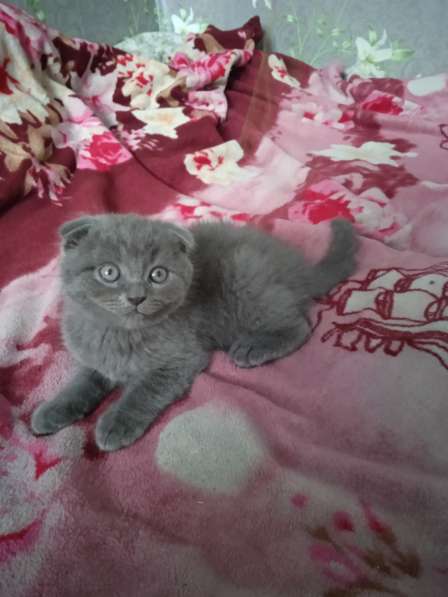 Шотландские котята в фото 7