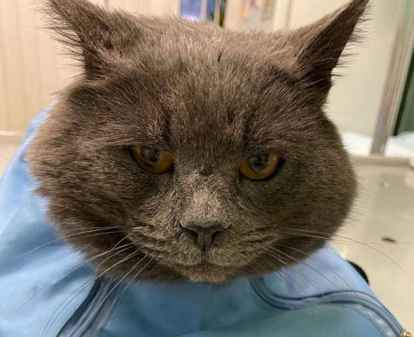 4-летний британский кот даром в Москве фото 10