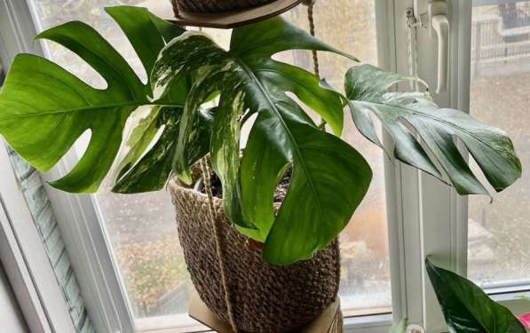 Монстера тайское созвездие. Растение адаптированное