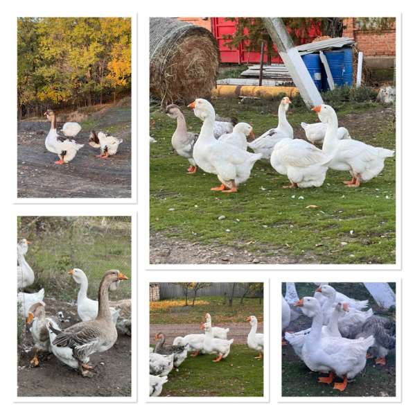 Продам Холмогорских гусей