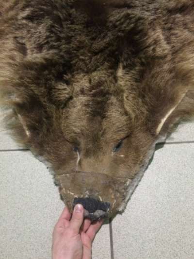 Шкура Бурого медведя в Барнауле