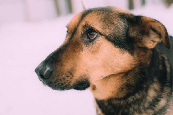 Заботушка, самый добрый пёс на свете в Санкт-Петербурге фото 5