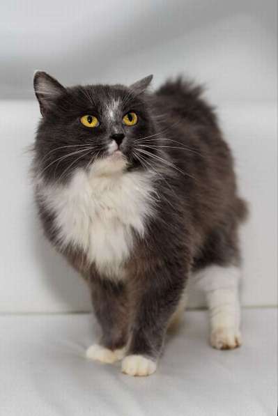 Роскошная красавица Зефирка в самые добрые руки!