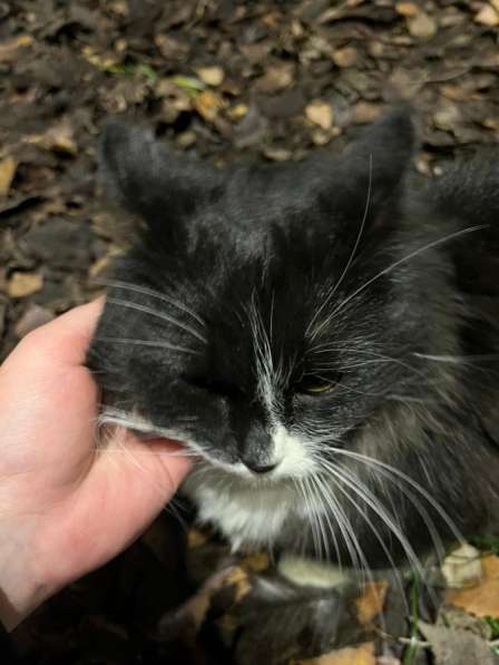 Котейка ищет дом и семью ! в Казани фото 4