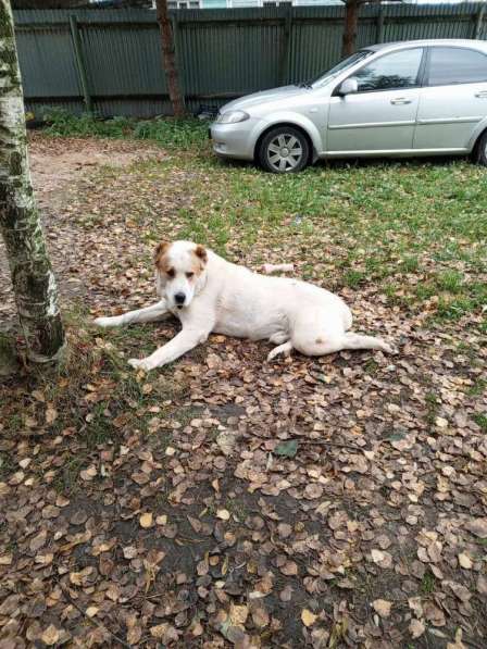 Алабай Рэм ищет дом! в Москве фото 4