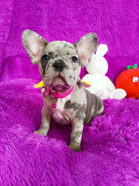French bulldog. Blue merle girl в