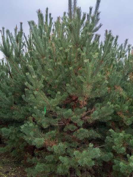 Сосна обыкновенная 3м