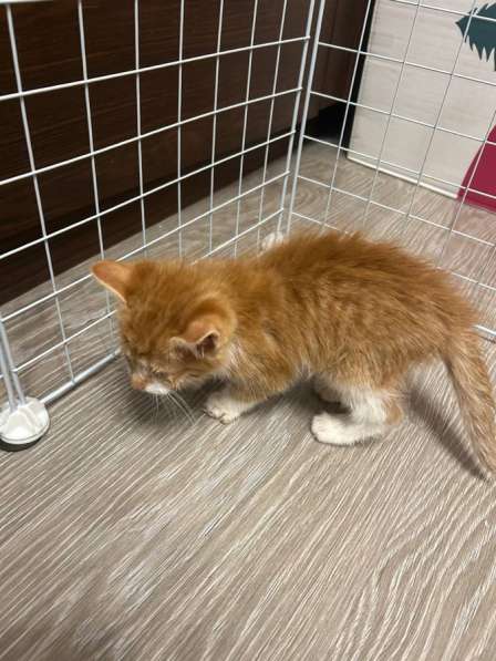 Котенок в добрые руки в Москве