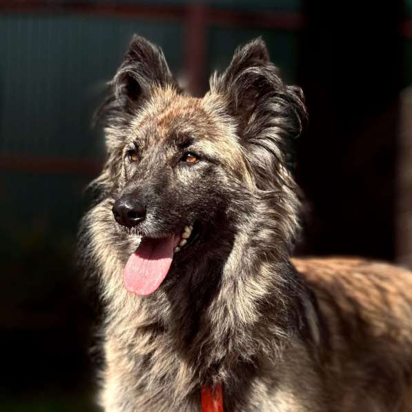 Пушистая красавица собака Дюша в добрые руки в Москве