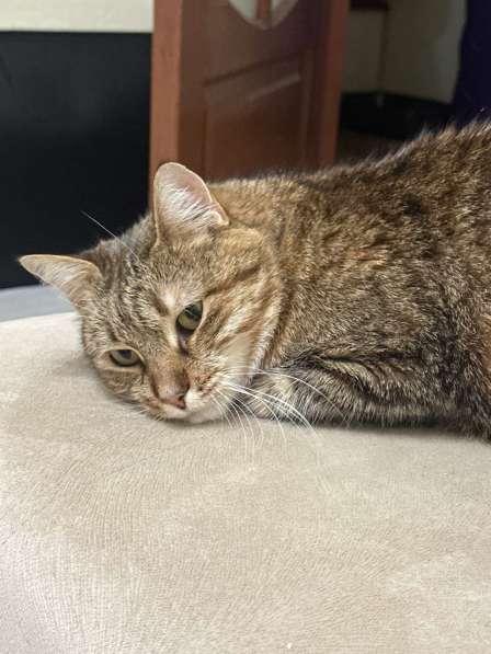 Срочно кошка в дар в фото 3