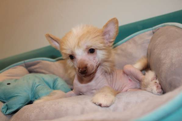 Щенок КХС в Москве фото 3