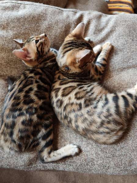 Котята в 