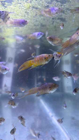 Аквариумные рыбки в Махачкале фото 4