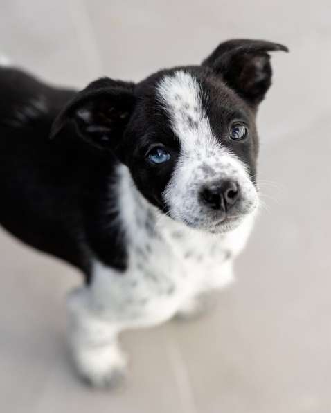 Пять маленьких сердец ищут дом в Москве фото 5