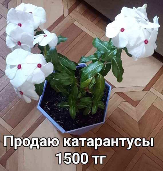 Катарантусы разных расцветок продаю в фото 24