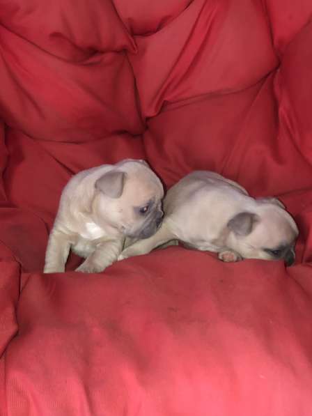 В продаже щенки французского бульдога в Барнауле фото 4
