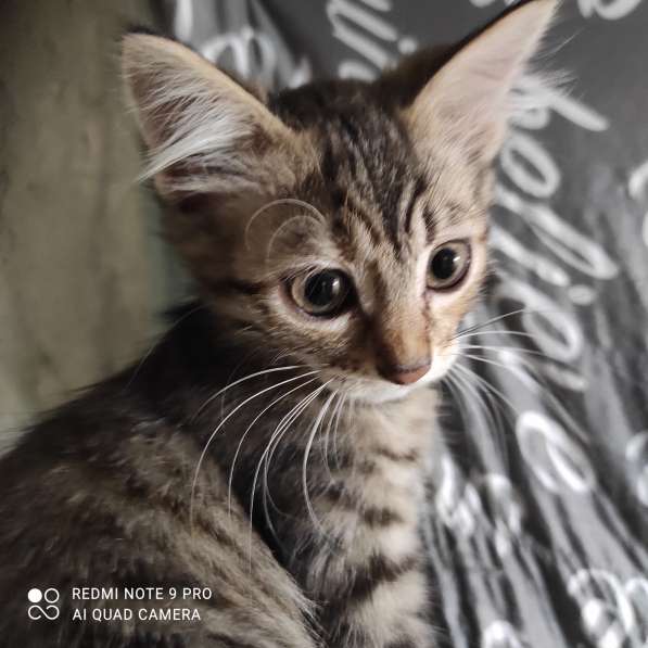 Котята в добрые руки в фото 5