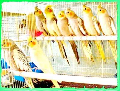 Разведения и продажа попугаев и канареек в Москве фото 5