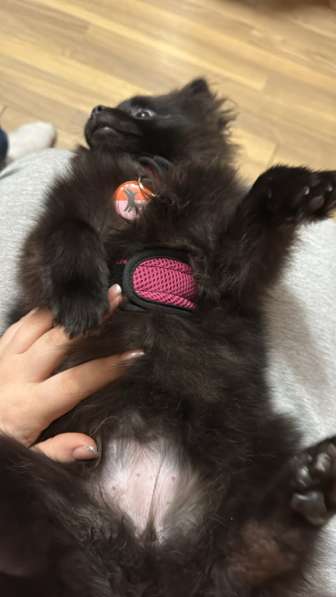 Шпиц в Москве