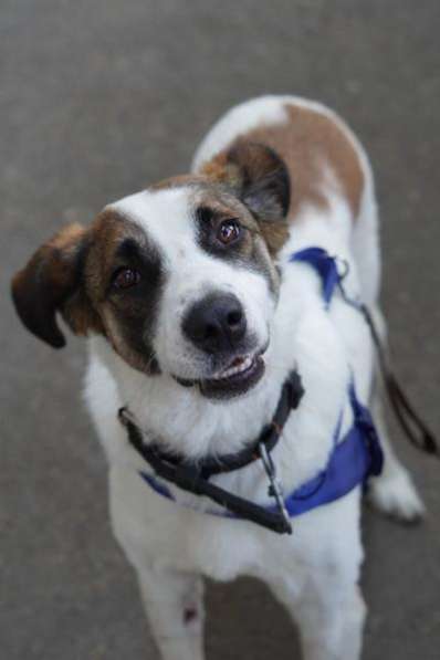 Познакомьтесь с невероятно спокойным и умным Арни! в Москве фото 6