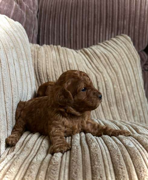 Щенки той-пуделя в Москве фото 7