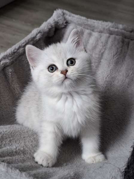 Британские котята в фото 19