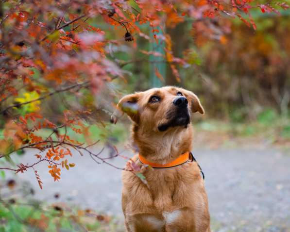 Мягкая и послушная молодая собака ищет дом