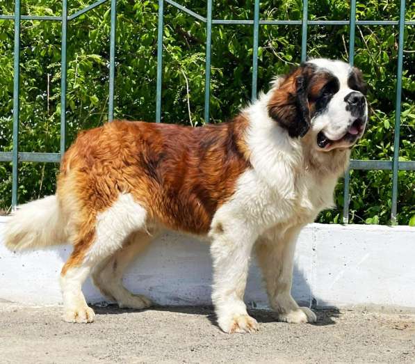 세인트 버나드 강아지 (сенбернара щенков)