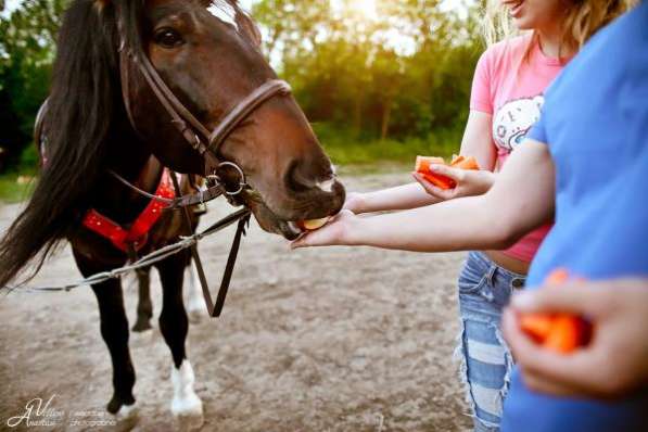 Катания на лошадях, конные прогулки, прокат лошадей в Ростове-на-Дону