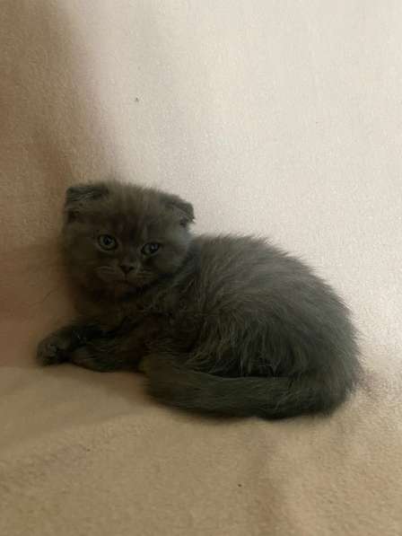 Британские Шотландские Котята в фото 18