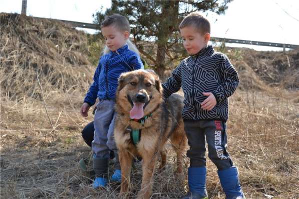 Молодая собачка Динга ищет семью в Москве фото 4