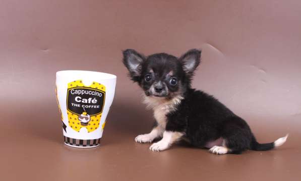 Мини чихуахуа в Москве фото 14