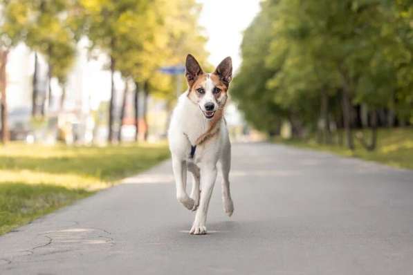 Тунис в поисках любящей семьи в Москве фото 10
