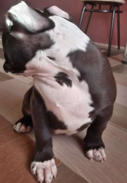 Американский булли в Воронеже фото 13