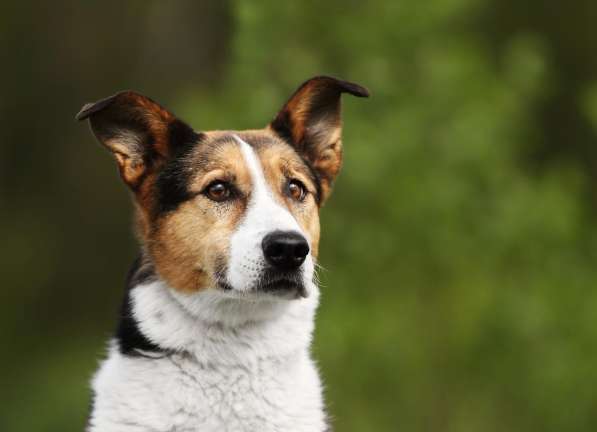 Метис бигля Тохи в дар в Москве фото 3