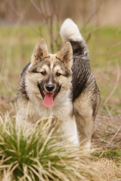 Щенок Ося ищет доброго хозяина! в Москве фото 4