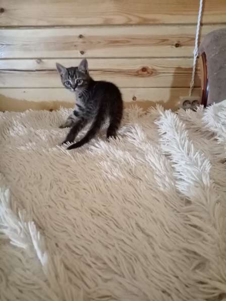 Котята в дар в Липецке фото 7