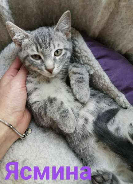 Котята ищут дом! в Санкт-Петербурге фото 11