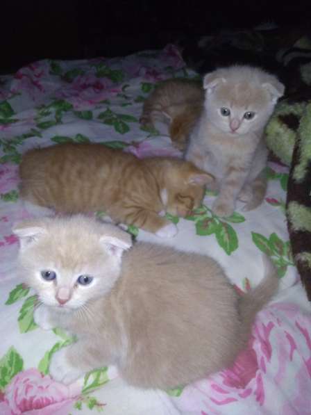Котятенок девочка, мальчик, рыжий, молочный в Тюмени фото 4