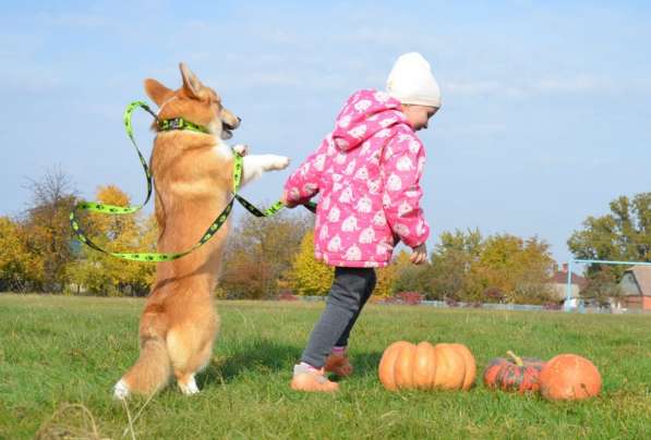 Подрощеный кобель Вельш Корги Пемброк в фото 21
