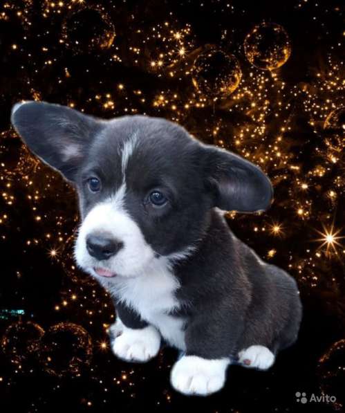 Девочки вельш корги кардиган в фото 10