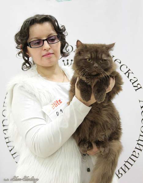 Британские котята, окрас голубой, черный в Самаре фото 9