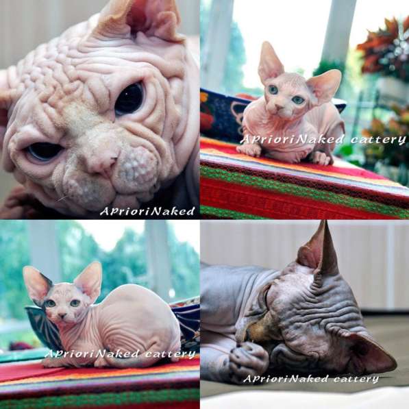 Канадские Сфинксы шоу качества в Москве фото 3