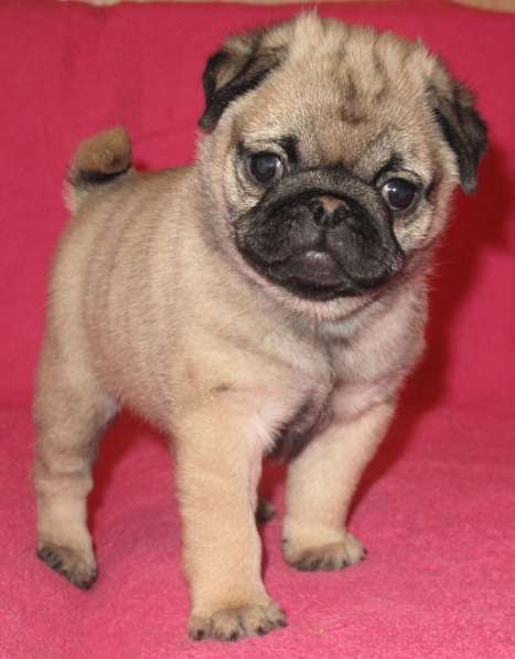 Мопс девочка