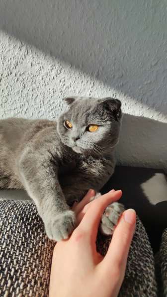 Шотландская кошечка ищет жениха (вязка) в фото 7