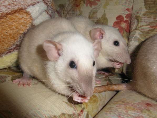 Продаются крысята породы Дамбо в Сестрорецке фото 8