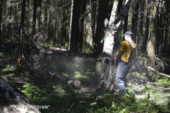 Удаление деревьев, вырубка сухостоя и аварийных деревьев в Москве фото 4